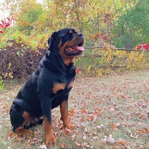 Meet your Posher, Kali